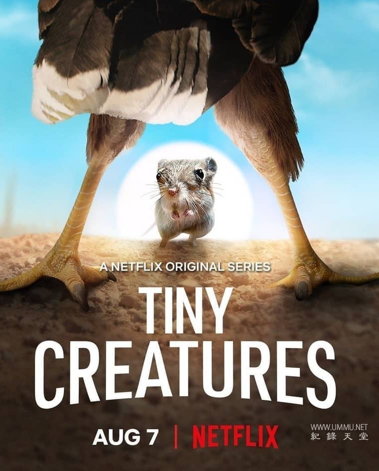 儿童动物纪录片《微观世界 Tiny Creatures》第一季全8集 英日法德等多语音轨(无国语)+多国字幕字 无水印纯净版 高码1080P/MKV/16.2G 小动物的未知世界-儿童动画网