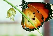 新加坡纪录片《野生城市:秘密世界 Wild City: Secret World》英语多国字幕 无水印纯净版 1080P/MKV/1.76G 野生城市-儿童动画网