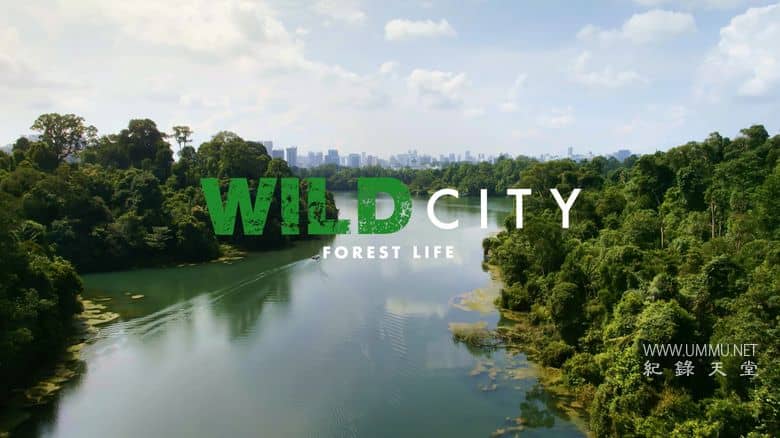 新加坡纪录片《野生城市：森林生物 Wild City: Forest Life》英语多国字幕 无水印纯净版 1080P/MKV/2.45G 野生城市-儿童动画网